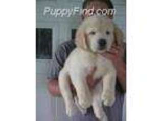 Mutt Puppy for sale in Lovelady, TX, USA