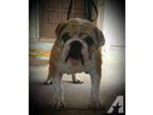 Bulldog Puppy for sale in GILROY, CA, USA