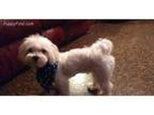 Maltese Puppy for sale in Owens Cross Roads, AL, USA