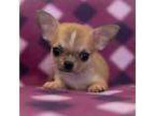 Chihuahua Puppy for sale in Saint Louis, MO, USA