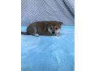 Shiba Inu Puppy for sale in Coalgate, OK, USA