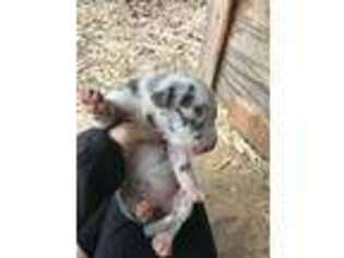 Great Dane Puppy for sale in Whitesboro, TX, USA