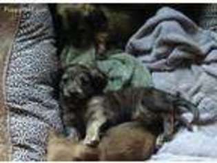 Dachshund Puppy for sale in Marysville, WA, USA