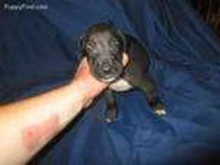 Great Dane Puppy for sale in Hendersonville, NC, USA
