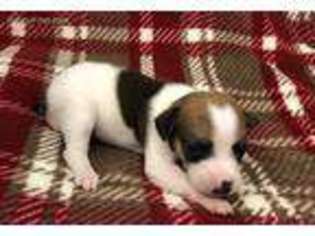 Jack Russell Terrier Puppy for sale in Donnellson, IA, USA