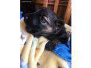 German Shepherd Dog Puppy for sale in Faucett, MO, USA
