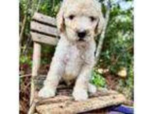Goldendoodle Puppy for sale in Holt, FL, USA