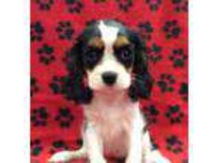 Cavalier King Charles Spaniel Puppy for sale in Rudolph, OH, USA