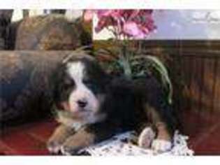Bernese Mountain Dog Puppy for sale in Springfield, MO, USA