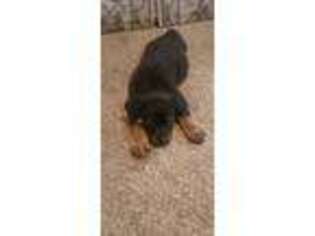 Rottweiler Puppy for sale in Warsaw, MO, USA
