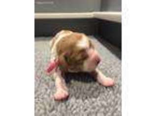 Brittany Puppy for sale in Texarkana, TX, USA