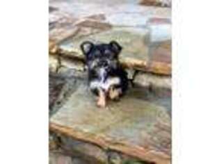 Mutt Puppy for sale in Dahlonega, GA, USA