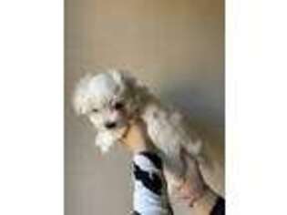 Maltese Puppy for sale in Aragon, GA, USA