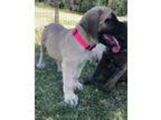 Mastiff Puppy for sale in Albia, IA, USA