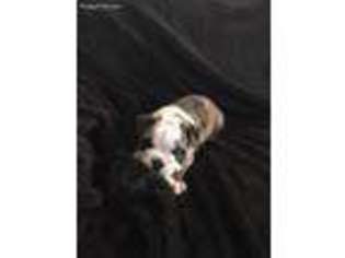 Bulldog Puppy for sale in Mableton, GA, USA