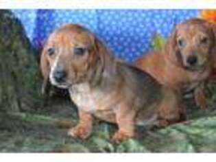 Dachshund Puppy for sale in Sylvia, KS, USA