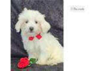 Maltese Puppy for sale in Kirksville, MO, USA