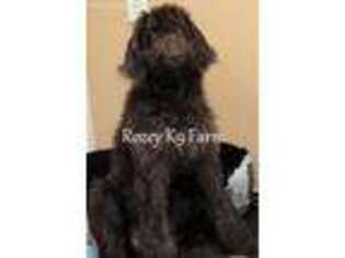 Labradoodle Puppy for sale in Allendale, MI, USA