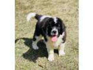 Saint Bernard Puppy for sale in East Sparta, OH, USA