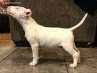 Bull Terrier Puppy for sale in Waurika, OK, USA