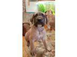 Mastiff Puppy for sale in Fostoria, MI, USA
