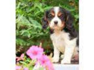 English Toy Spaniel Puppy for sale in Herndon, PA, USA