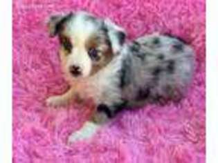 Miniature Australian Shepherd Puppy for sale in Mount Enterprise, TX, USA