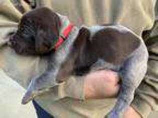 German Shorthaired Pointer Puppy for sale in Elizabethtown, KY, USA