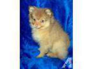 Pomeranian Puppy for sale in KENDALL, NY, USA