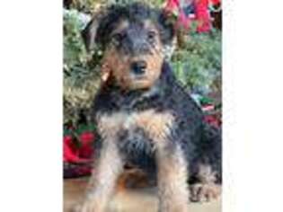 Airedale Terrier Puppy for sale in Castle Rock, WA, USA
