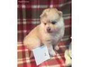 Siberian Husky Puppy for sale in Burns Flat, OK, USA