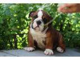 Bulldog Puppy for sale in Fairview, NJ, USA