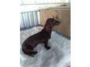Dachshund Puppy for sale in Greenville, TX, USA