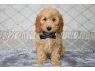 Labradoodle Puppy for sale in Wakarusa, IN, USA
