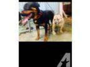 Rottweiler Puppy for sale in MARYSVILLE, WA, USA