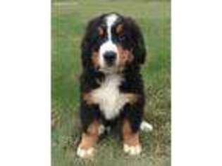 Bernese Mountain Dog Puppy for sale in Mount Pleasant, IA, USA
