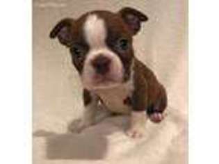 Boston Terrier Puppy for sale in Pine Mountain, GA, USA