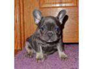 French Bulldog Puppy for sale in Charlotte, MI, USA