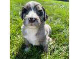 Mutt Puppy for sale in Langhorne, PA, USA