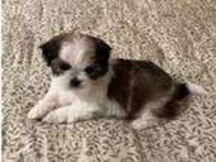 Mutt Puppy for sale in ANSONIA, CT, USA