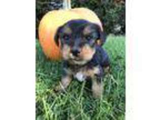 Yorkshire Terrier Puppy for sale in Humboldt, IL, USA