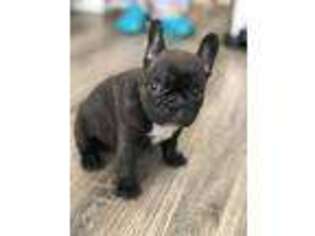 French Bulldog Puppy for sale in Holtsville, NY, USA