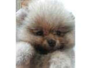 Pomeranian Puppy for sale in Sprague, WA, USA