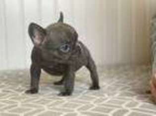 French Bulldog Puppy for sale in Wentzville, MO, USA