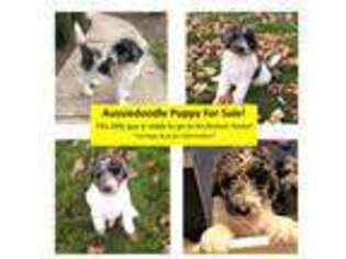 Mutt Puppy for sale in Danvers, IL, USA