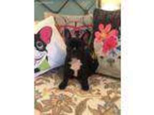French Bulldog Puppy for sale in Elberta, AL, USA