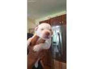 Labrador Retriever Puppy for sale in West Wareham, MA, USA