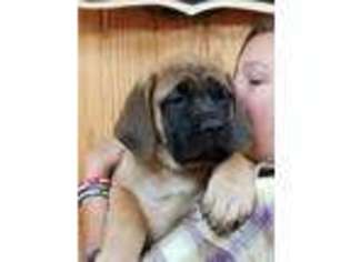 Mastiff Puppy for sale in Anderson, CA, USA