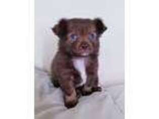 Chihuahua Puppy for sale in Everett, WA, USA