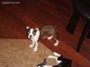 Boston Terrier Puppy for sale in Country Club Hills, IL, USA